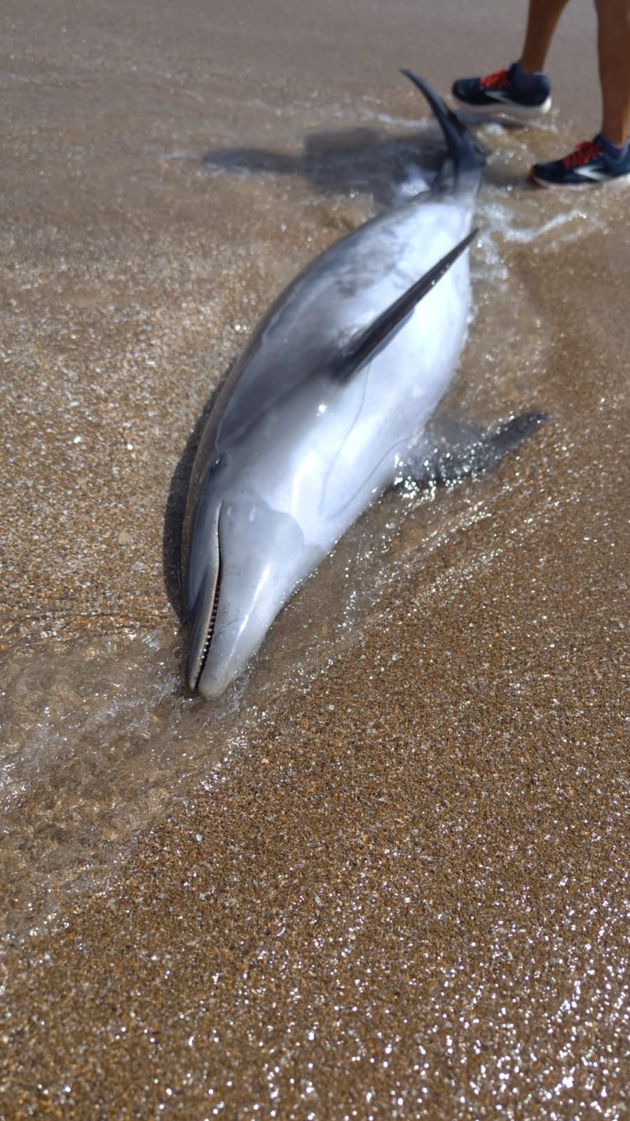 WhatsApp Image 2024-07-05 at 15.15.22_c289b409.jpg